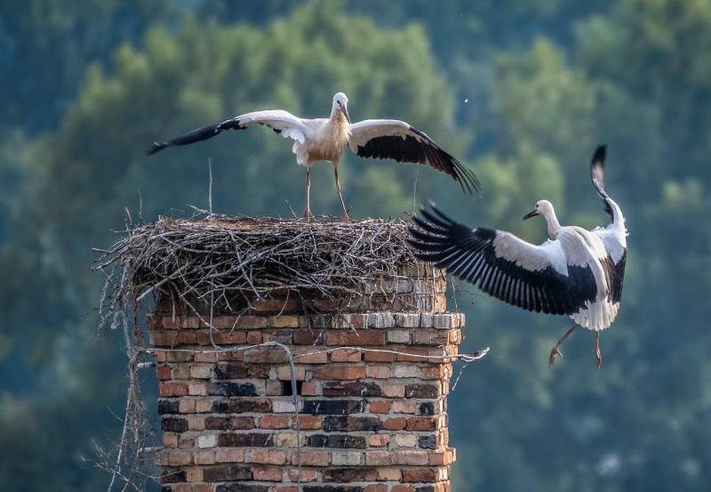 Expert Chimney Animal Removal in Eastpointe, MI Professional Chimney Animal Removal Services in Eastpointe, Michigan