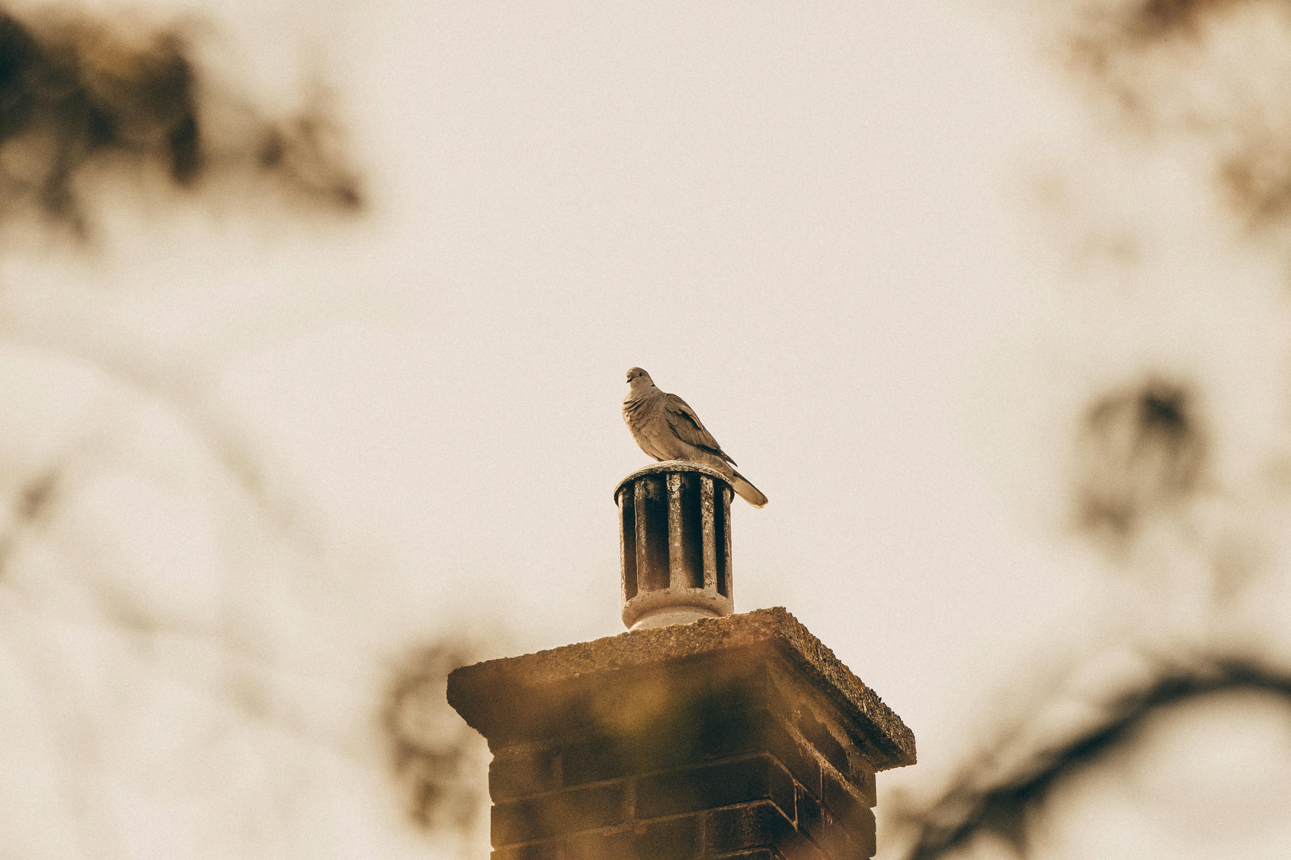 Professional Chimney Cap Installation Services in Eastpointe, MI Expert Chimney Cap Installation in Eastpointe, Michigan